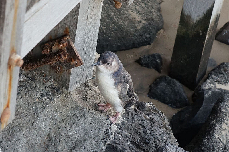 St Kilda 神仙企鵝